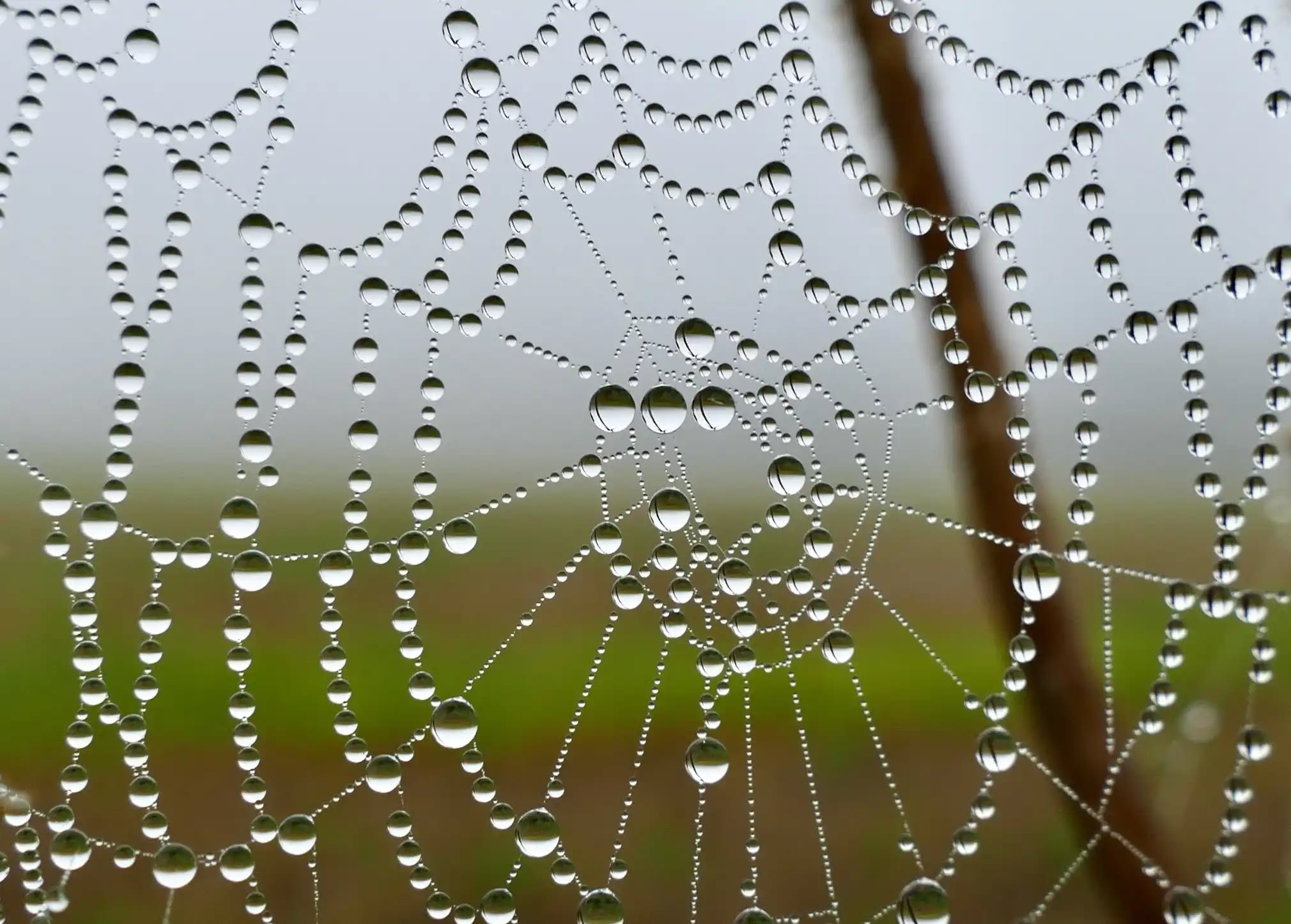 web