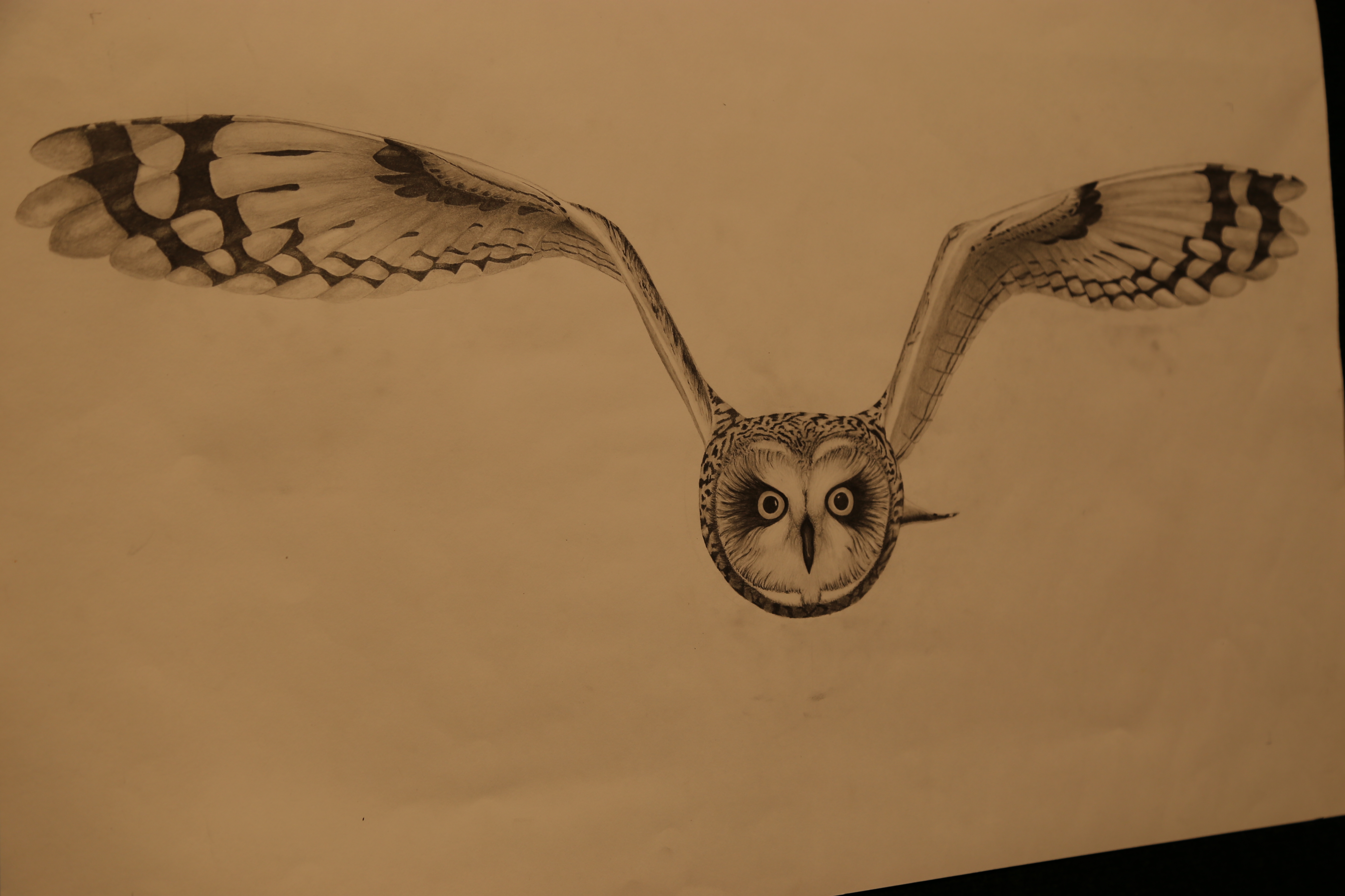 HSC, major works, Thomas Hassall, Illuminate, owl, sketch