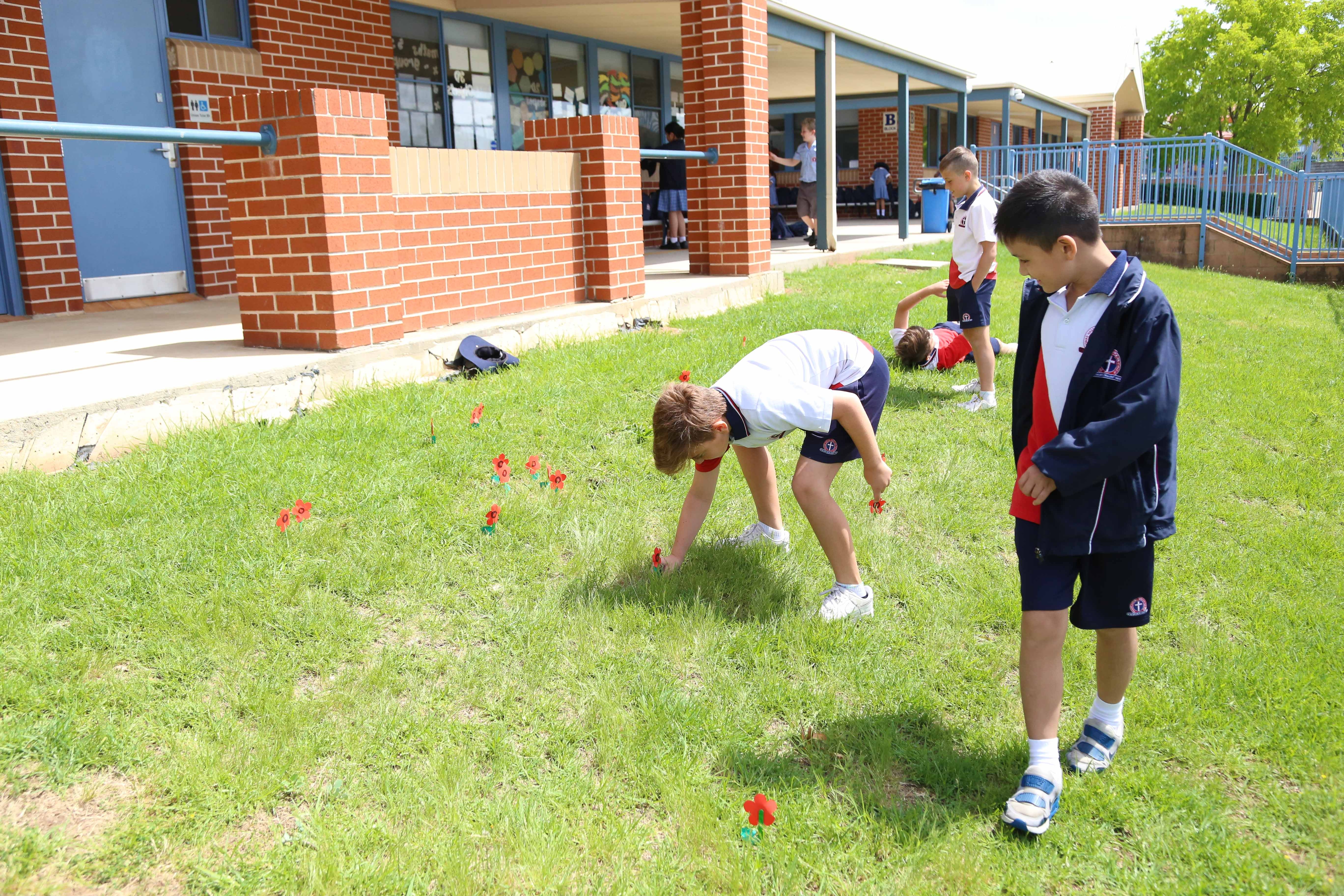 Poppis Planting