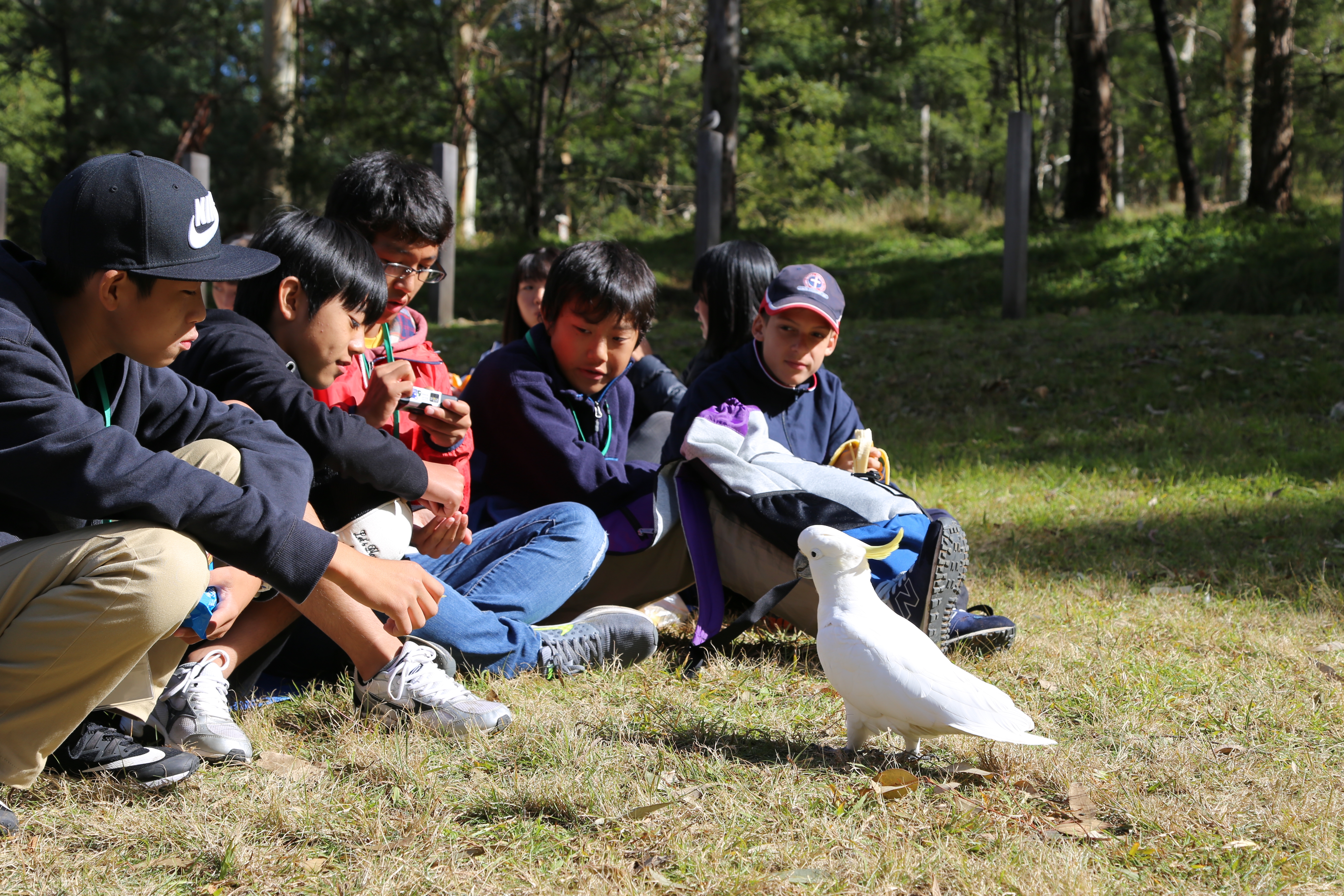 Japan, Takayamura, Euroka Clearing, sister school, Australia, bush