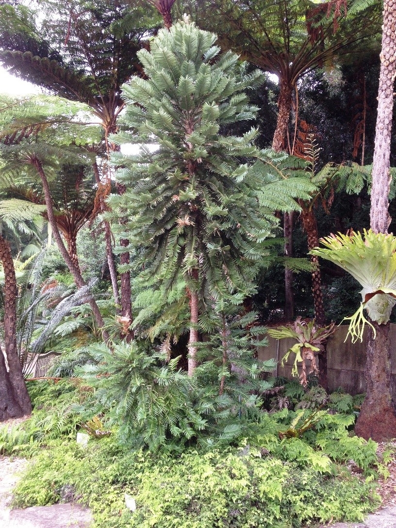 The Wollemi Pine