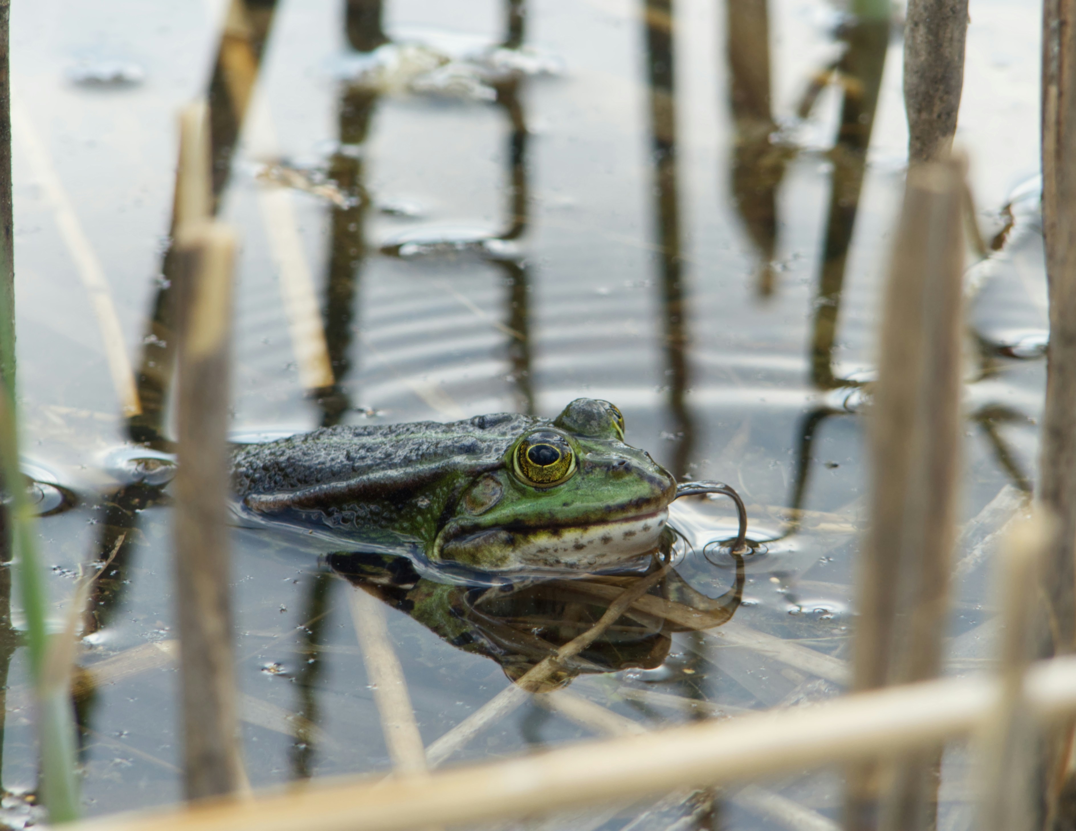 wetland