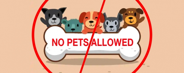 no pets