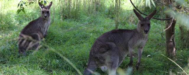 Japan, Takayamura, Euroka Clearing, sister school, Australia, bush