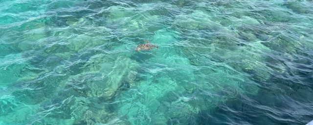 Reef