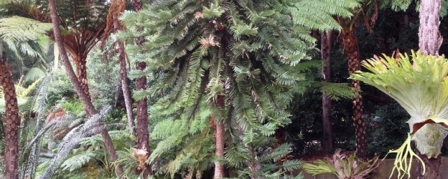 The Wollemi Pine