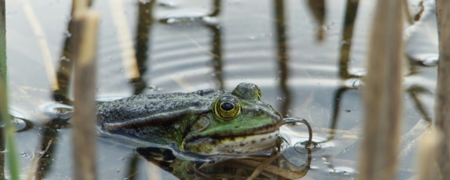 wetland