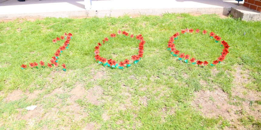 100 Poppies