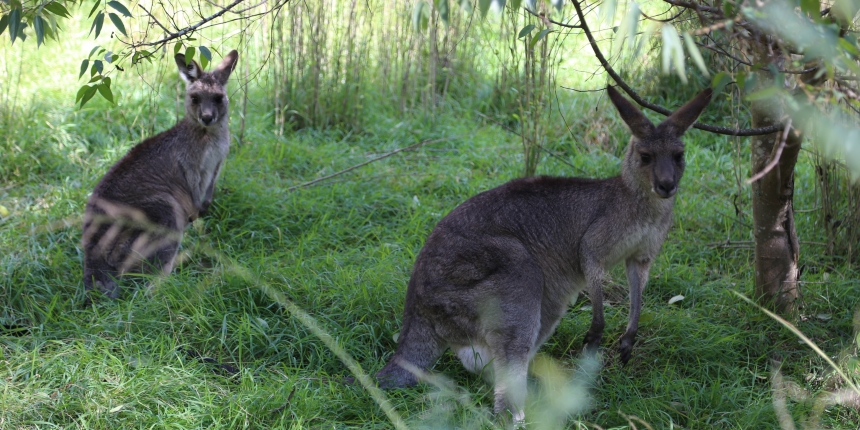 Japan, Takayamura, Euroka Clearing, sister school, Australia, bush