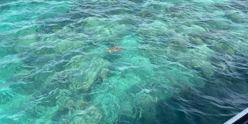 Reef