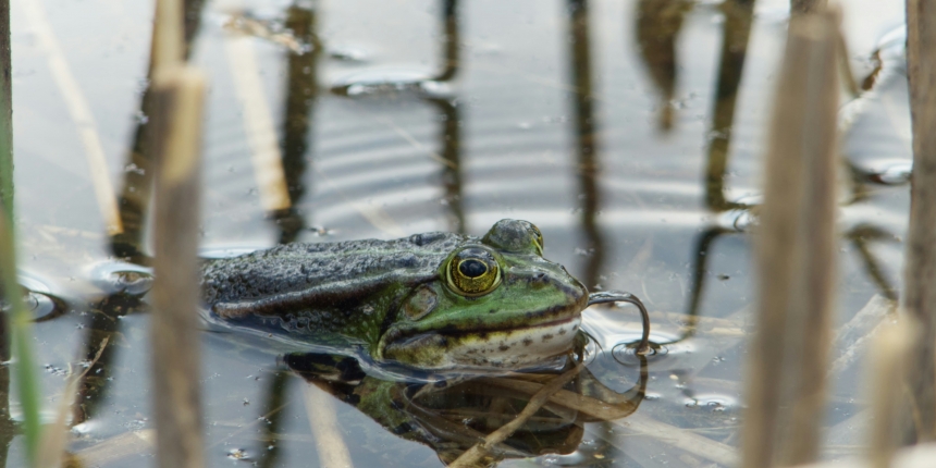 wetland